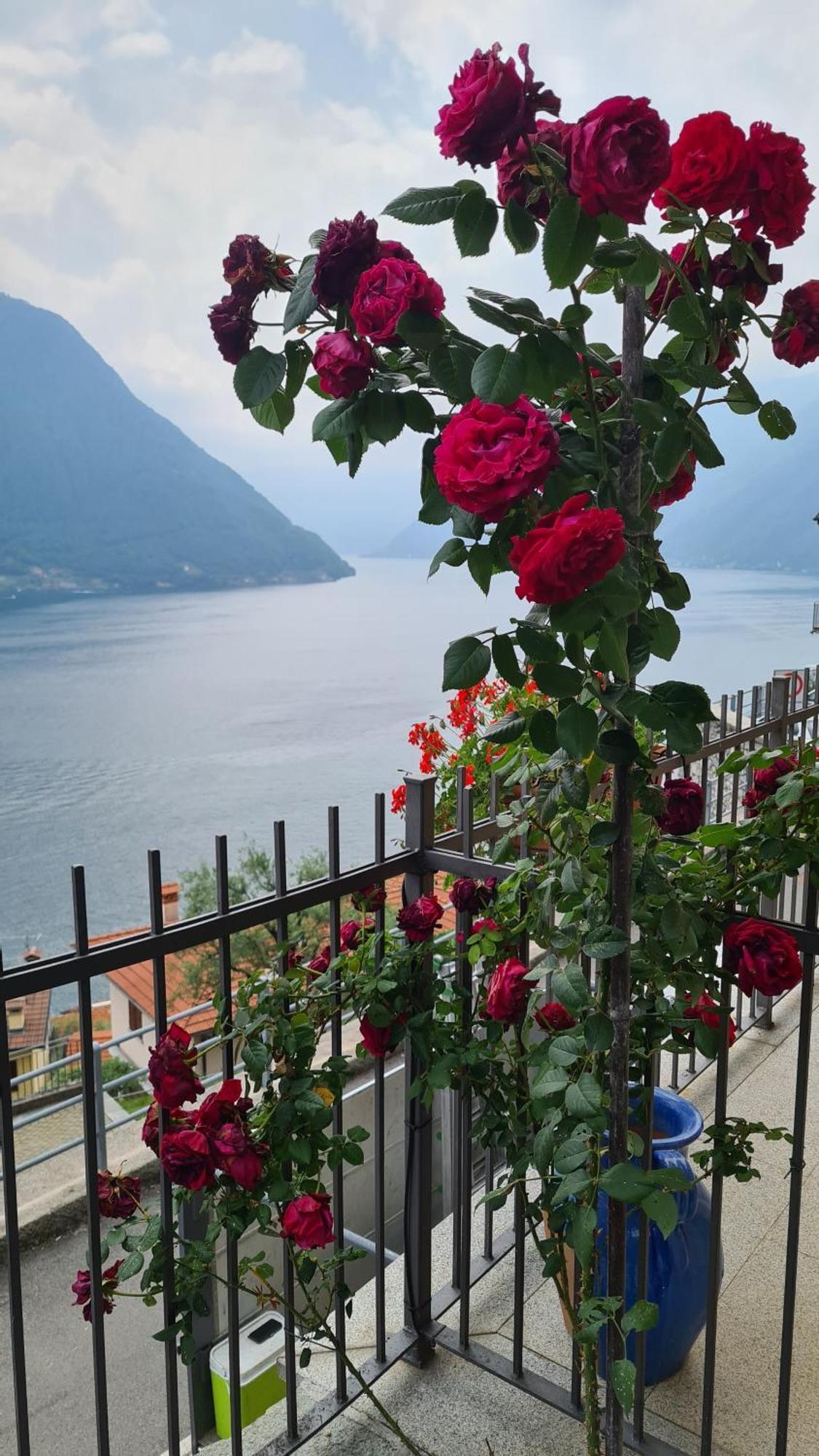 Colonno Panoramica Lago Di Como 外观 照片