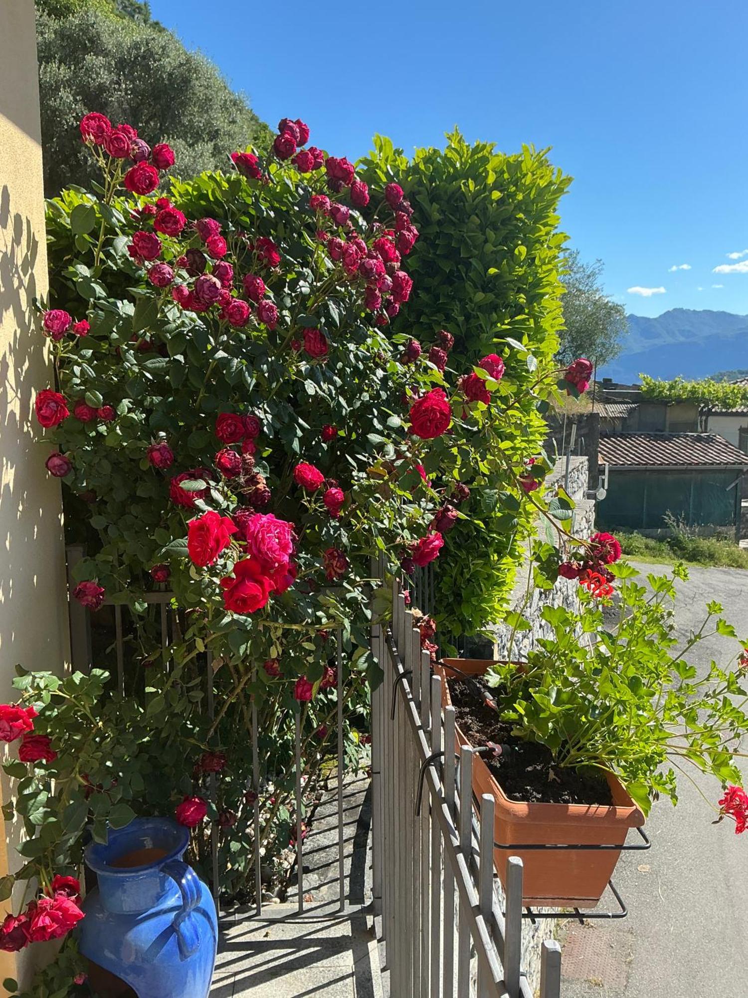 Colonno Panoramica Lago Di Como 外观 照片
